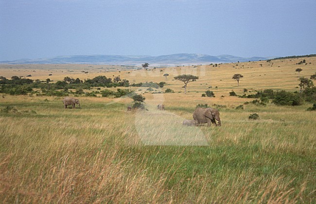 African Elephant; Afrikaanse olifant stock-image by Agami/Marc Guyt,