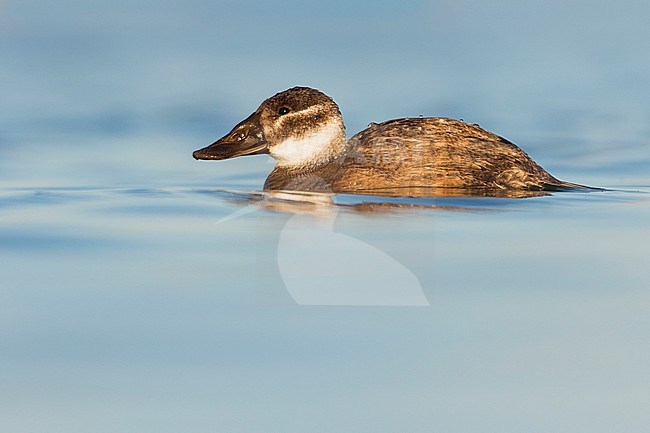 1st winter female White-headed Duck (Oxyura leucocephala) swimming on a lake in a nature reserve in southern Spain. stock-image by Agami/Ralph Martin,