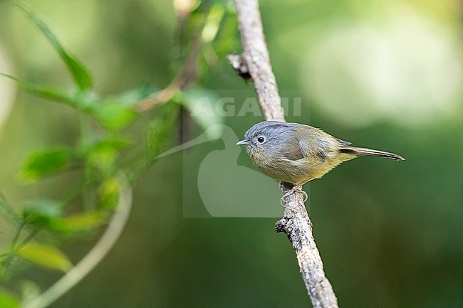 An adult Yunnan Fulvetta (Alcippe fratercula) perching on a branch stock-image by Agami/Mathias Putze,