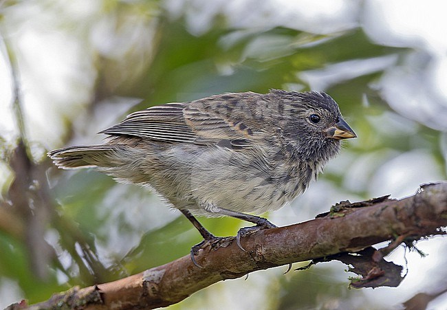 Immature Small ground finch (Geospiza fuliginosa) on the Galapagos Islands, part of the Republic of Ecuador. stock-image by Agami/Pete Morris,