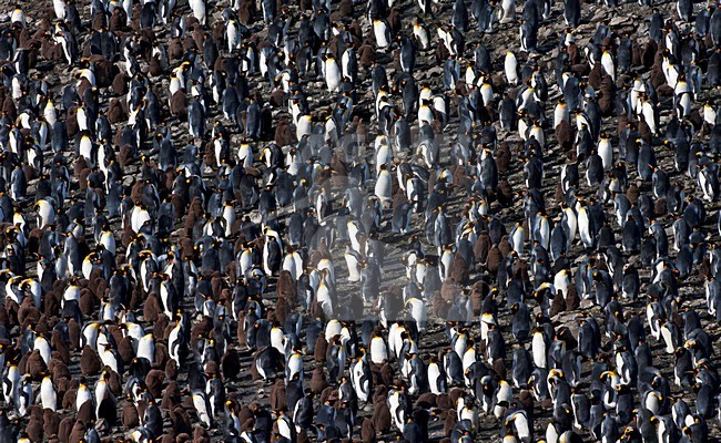 Koningspinguïn Salisbury Plain Zuid Georgia; King Penguin Salisbury Plain South Georgia stock-image by Agami/Marc Guyt,