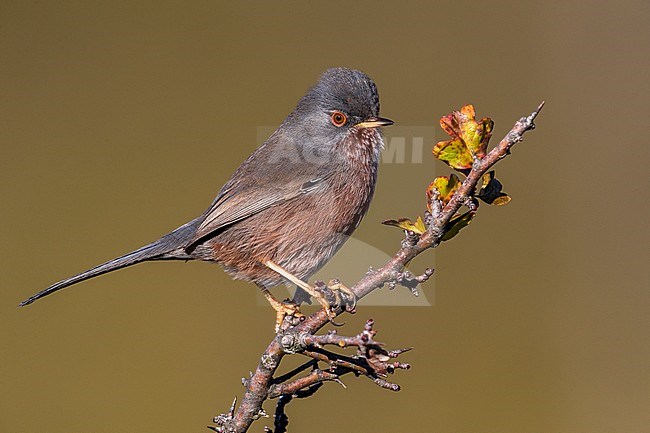 Mannetje ProvenÃ§aalse Grasmus; Male Dartford Warbler stock-image by Agami/Daniele Occhiato,