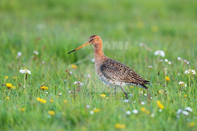 Adult Black-tailed Godwit, Limosa limosa, in spring meadow in the Netherlands. stock-image by Agami/Arie Ouwerkerk,