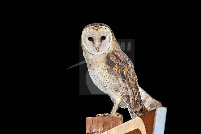 Western Barn Owl (Tyto alba poensis) in South Africa. stock-image by Agami/Pete Morris,