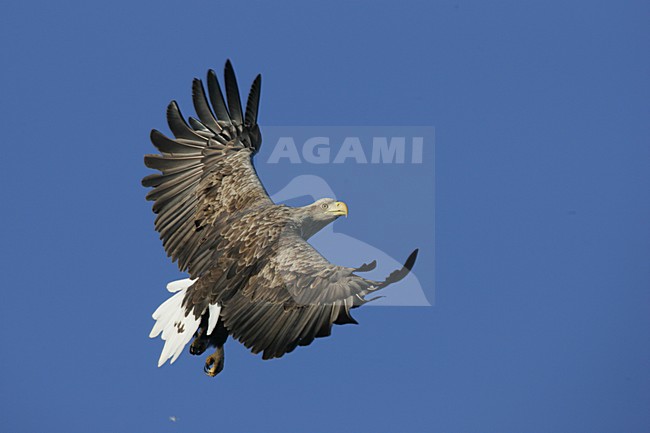 Volwassen Zeearend in de vlucht; Adult White-tailed Eagle in flight stock-image by Agami/Menno van Duijn,