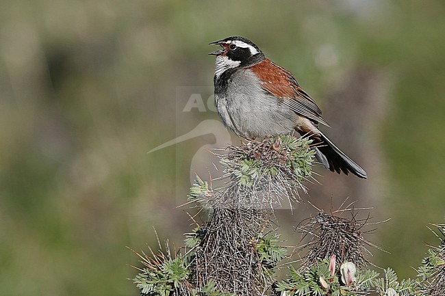Singing male Kozlov's Bunting (Emberiza koslowi) in Qinghai, China. Also known as Tibetan bunting. stock-image by Agami/James Eaton,