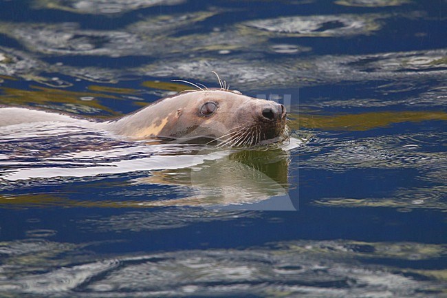 Grijze zeehond, Grey Seal, Halichoerus grypus stock-image by Agami/Hugh Harrop,