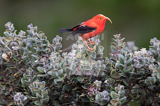 Iiwi or Scarlet Honeycreeper (Drepanis coccinea), perched on a bush. A species of Hawaiian honeycreeper. stock-image by Agami/Dubi Shapiro,
