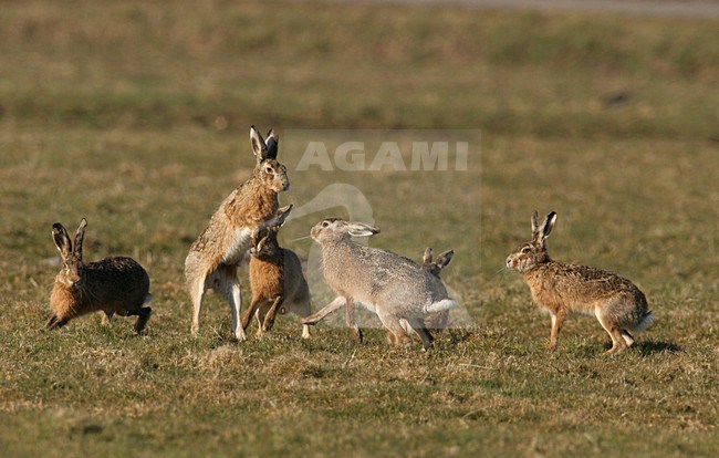 Vechtende Europese Hazen; Fighting European Hares stock-image by Agami/Menno van Duijn,