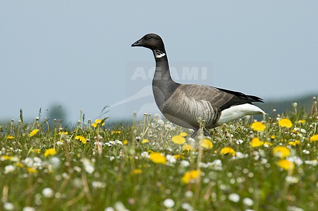 Dark-bellied Brent Goose standing in gras with spring flowers; Rotgans staand in gras met voorjaarsbloemen stock-image by Agami/Marc Guyt,