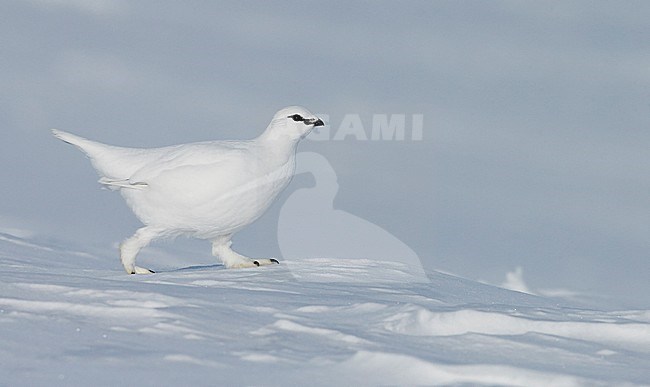 Mannetje Alpensneeuwhoen in de sneeuw, Male Rock Ptarmigan in the snow stock-image by Agami/Markus Varesvuo,