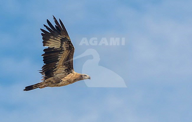 Immature Pallas's Fish-Eagle (Haliaeetus leucoryphus) near Qurayyat, northern Oman. 7th record for Oman. Endangered species with a world population of around 2000 mature birds. This concerns a 2CY bird. stock-image by Agami/Eduard Sangster,