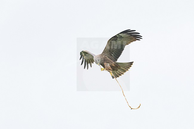 Zwarte Wouw, Black Kite, Milvus migrans- stock-image by Agami/Menno van Duijn,