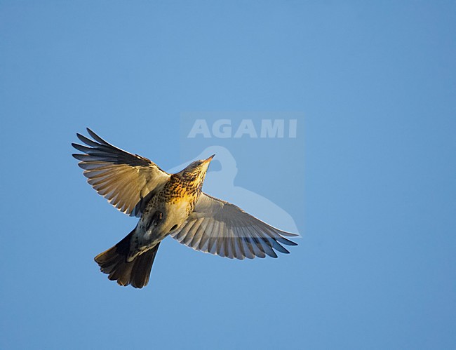 Kramsvogel in vlucht; Fieldfare in flight stock-image by Agami/Markus Varesvuo,