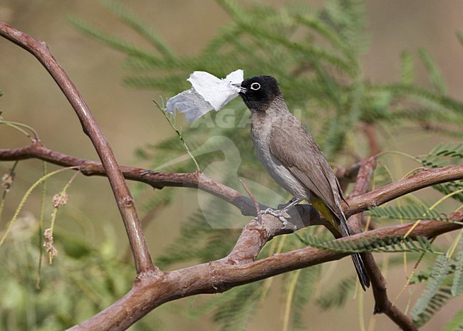 Arabische Buulbuul met nestmateriaal; White-spectacled Bulbul with nesting material stock-image by Agami/Markus Varesvuo,