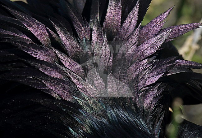 Closeup of colorful feathers of a male Great Frigatebird (Fregata minor) on the Galapagos islands, Ecuador. stock-image by Agami/Dani Lopez-Velasco,