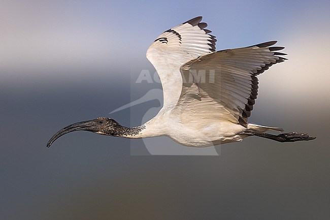 Escaped Sacred Ibis, Thraeskiornis aethiopicus, in Italy. stock-image by Agami/Daniele Occhiato,