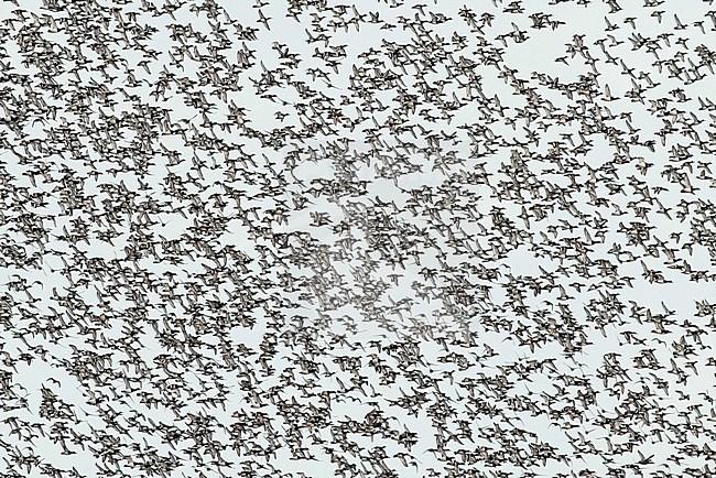 Huge flock of wintering Greater Scaups (Aythya marila) in flight over the Ijsselmeer, Noord Holland, in the Netherlands. stock-image by Agami/Renate Visscher,