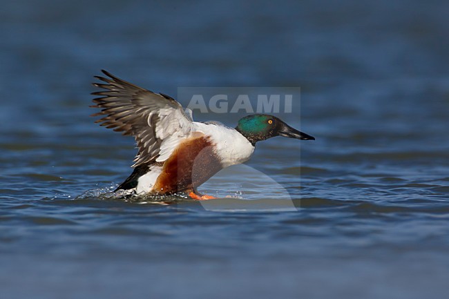 Landend mannetje Slobeend; Landing male European Shoveler stock-image by Agami/Daniele Occhiato,