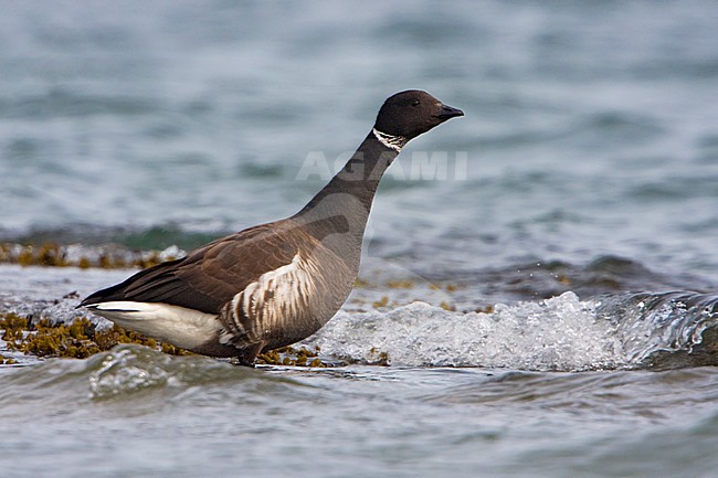 Zwarte Rotgans, Black Brant, Branta nigricans stock-image by Agami/Glenn Bartley,