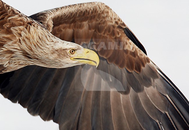 Zeearend adult vliegend kop beeldvullend; White-tailed Eagle adult flying head close-up stock-image by Agami/Markus Varesvuo,