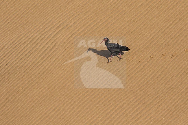 Heremietibis, Northern Bald Ibis, Geronticus eremita stock-image by Agami/Dubi Shapiro,