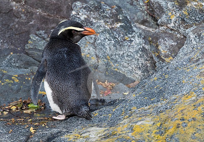 Fiordland Penguin (Eudyptes pachyrynchus) in the Milford Sound on South Island, New Zealand. This species nests in colonies among tree roots and rocks in dense temperate coastal forest. stock-image by Agami/Marc Guyt,