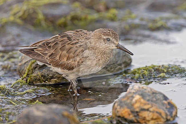 Wintering White-rumped Sandpiper (Calidris fuscicollis) in Patagonia, Argentina. stock-image by Agami/Pete Morris,