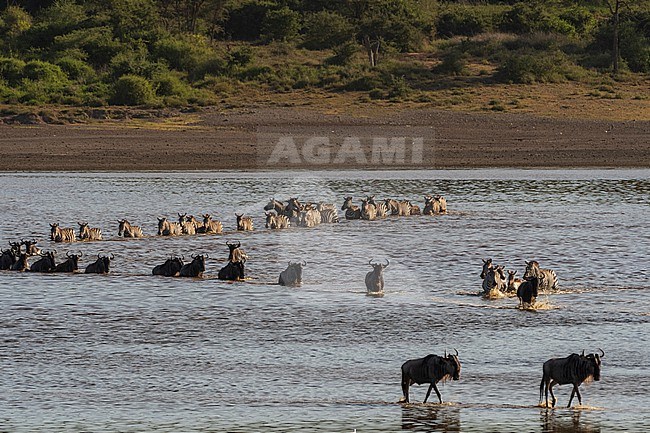 Migrating Burchell's Zebra, Equus Quagga Burchellii, and wildebeests, Connochaetes taurinus, crossing the lake Ndutu. Ndutu, Ngorongoro Conservation Area, Tanzania. stock-image by Agami/Sergio Pitamitz,