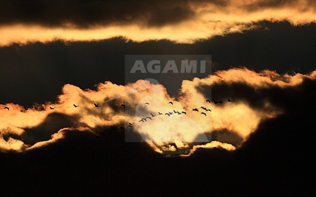 Groep vliegende Kraanvogels tegen avondlucht; Flock of flying Common Cranes against evening sky stock-image by Agami/Jacques van der Neut,