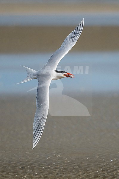 Adult American Royal Tern (Thalasseus maximus) in breeding plumage flying along the coast of Galveston County, Texas, USA. stock-image by Agami/Brian E Small,