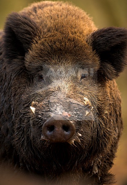 Wild zwijn, Wild boar stock-image by Agami/Danny Green,