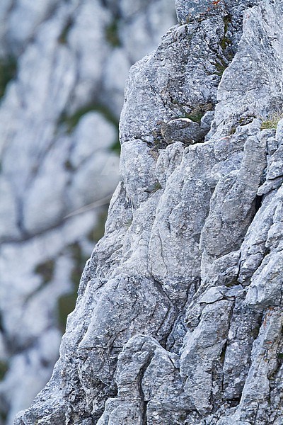 Rock Ptarmigan - Alpenschneehuhn - Lagopus muta ssp. helvetica, Germany, adult male stock-image by Agami/Ralph Martin,