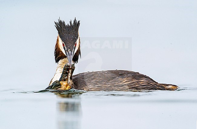 Adult Great Crested Grebe (Podiceps cristatus) in a freswather lake near Piemonte in Italy. Swimming with a just caught crayfish. stock-image by Agami/Alain Ghignone,