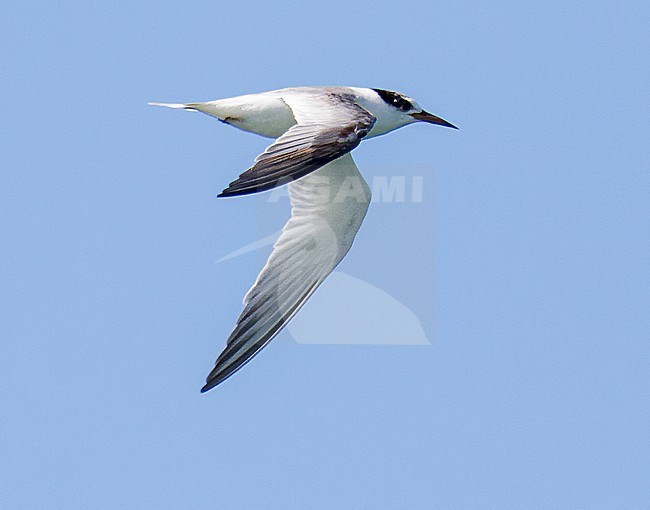 Presumed first summer Least Tern (Sternula antillarum) during spring migration in the USA. stock-image by Agami/Steve Howell,