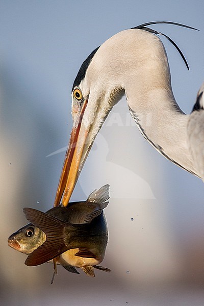 Blauwe Reiger, Grey Heron, Ardea cinerea stock-image by Agami/Bence Mate,
