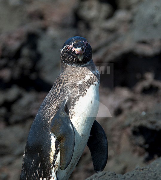 Galapagospinguin, Galapagos Penguin stock-image by Agami/Roy de Haas,
