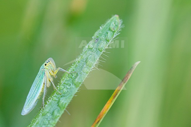 Cicadella viridis - Green Leafhopper - Binsenschmuckzikade, Romania, imago stock-image by Agami/Ralph Martin,