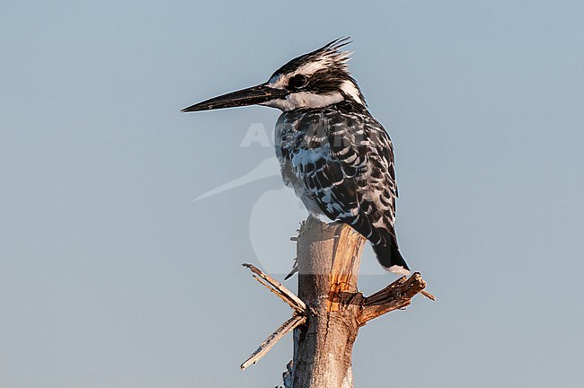 A pied kingfisher, Ceryle rudis, perched on a tree branch. Chobe River, Chobe National Park, Kasane, Botswana. stock-image by Agami/Sergio Pitamitz,