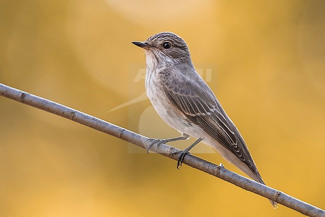 Spotted Flycatcher (Muscicapa striata) male perched on a branch stock-image by Agami/Daniele Occhiato,