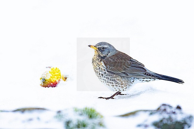 Filedfare (Turdus pilaris) feeding on apples in the snow in an urban backyard in the Netherlands during a cold period in winter. stock-image by Agami/Arnold Meijer,