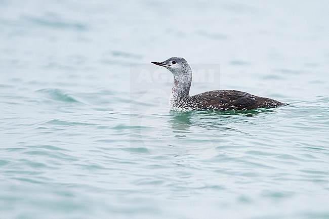 Red-throated Loon - Sterntaucher - Gavia stellata, Germany, adult moulting to winter plumage stock-image by Agami/Ralph Martin,