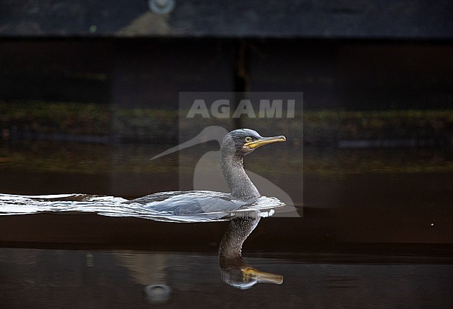 First-winter European Shag (Phalacrocorax aristotelis) wintering on inland location in the Netherlands. Swimming in a canal. stock-image by Agami/Edwin Winkel,