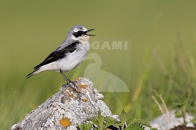 Northern Wheatear (Oenanthe oenanthe), side view of an adult male singing from a rock, Abruzzo, Italy stock-image by Agami/Saverio Gatto,