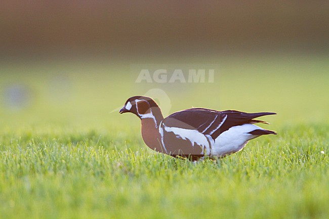 Roodhalsgans in weiland, Red-breasted Goose in meadow stock-image by Agami/Menno van Duijn,