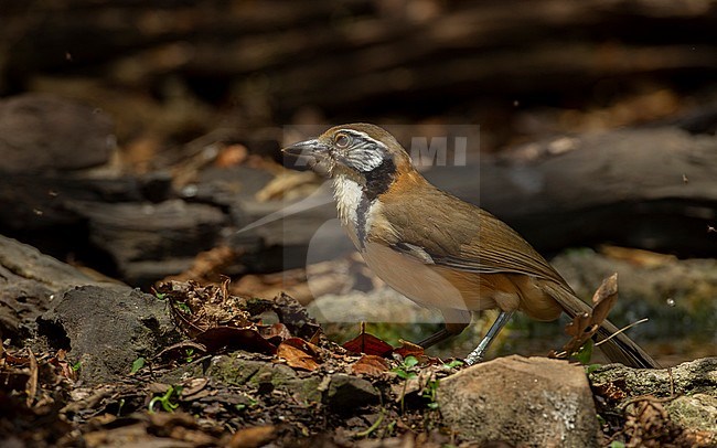 Greater Necklaced Laughingthrush (Pterorhinus pectoralis) at Kaeng Krachan National Park, Thailand stock-image by Agami/Helge Sorensen,