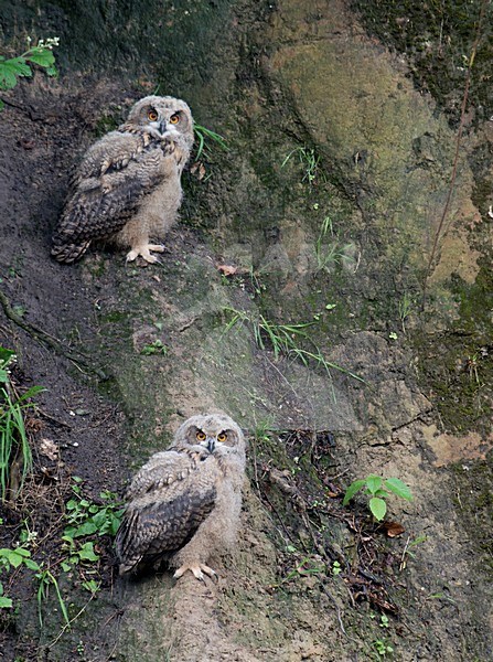 Twee jonge Oehoes bij nest, Twe young Eagle-Owls at nest stock-image by Agami/Han Bouwmeester,