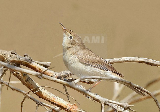 Syke's Warbler (Iduna rama) is a Central Asian species and winters in the Middle East. stock-image by Agami/Eduard Sangster,