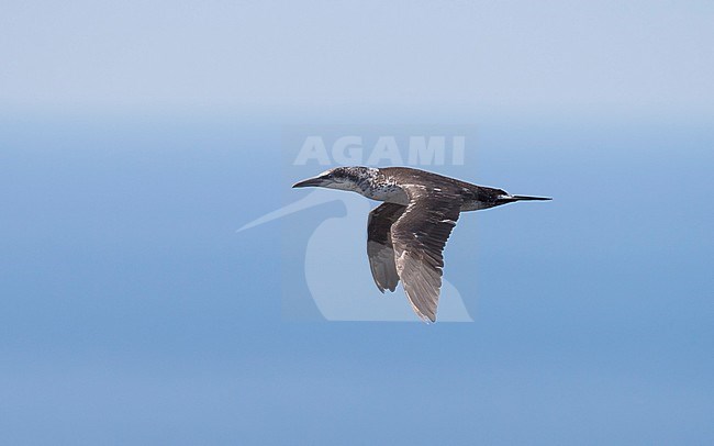 Side view of a 2cy Northern Gannet (Morus bassanus) in flight, photo above. Norway stock-image by Agami/Markku Rantala,
