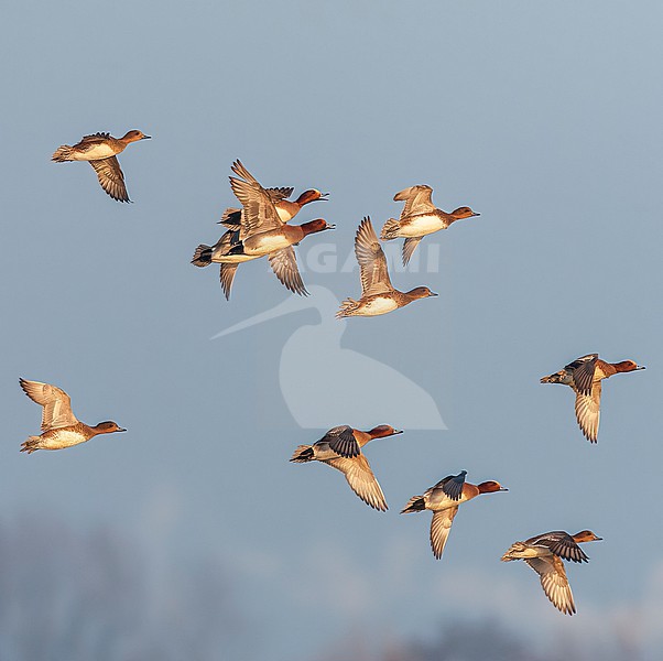 Eurasian Wigeon (Anas penelope) wintering in the Netherlands. Huge wintering flock of wigeons on Starrevaart. stock-image by Agami/Marc Guyt,